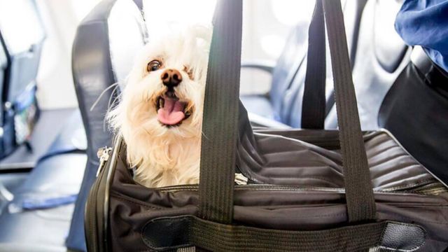 Aeromexico Airline Pet Policy