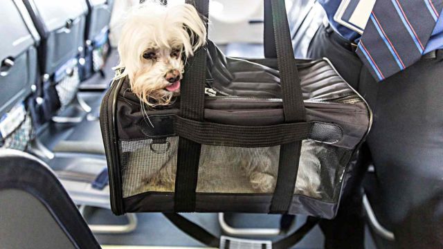 Copa Airlines Pet Policy