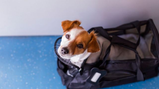 Aeromexico Airlines Pet Policy