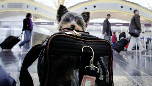 Copa Airline Pet Policy