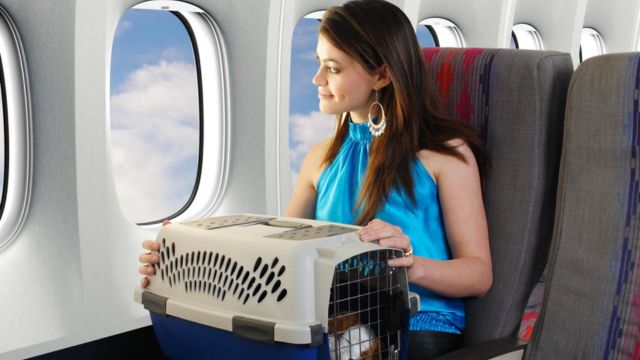 Volaris Airlines Pet Policy