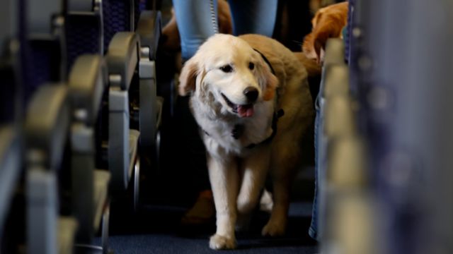 Swiss International Airlines Pet Policy