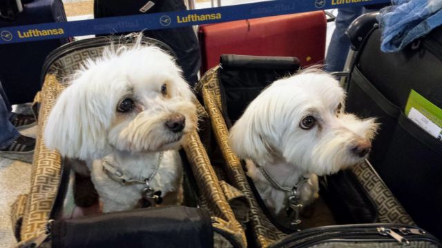 lufthansa airlines pet policy