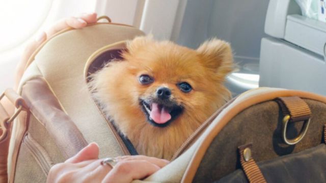 singapore airlines Pet Policy