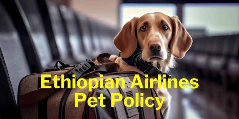 Ethiopian Airlines Pet Policy