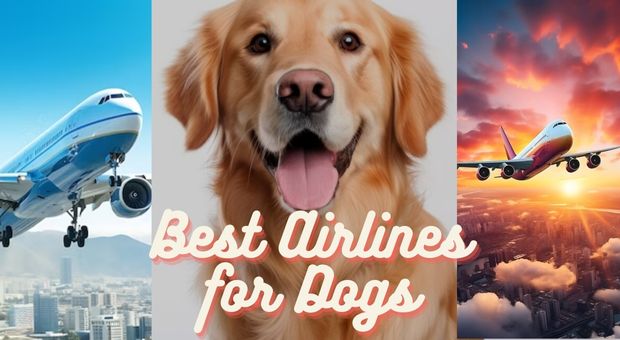 Best Airlines for Dogs