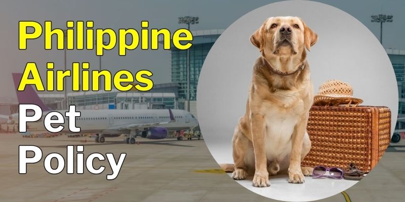 Philippine Airlines Pet Policy
