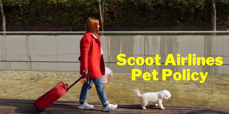 Scoot Airlines Pet Policy