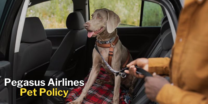 Pegasus Airlines Pet Policy